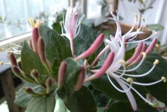 盆栽金银花如何过冬,五种办法让你的金银花安全过冬