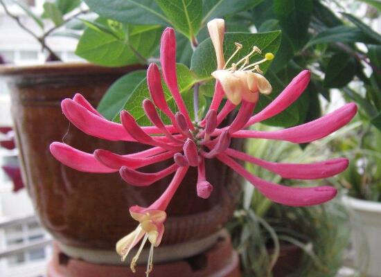 盆栽金银花如何过冬,五种办法让你的金银花安全过冬