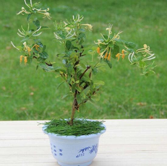 盆栽金银花如何过冬,五种办法让你的金银花安全过冬