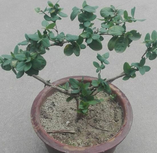 盆栽金银花如何过冬,五种办法让你的金银花安全过冬