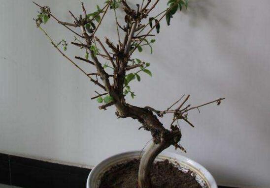 盆栽金银花如何过冬,五种办法让你的金银花安全过冬