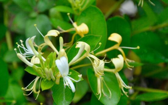 盆栽金银花如何过冬,五种办法让你的金银花安全过冬