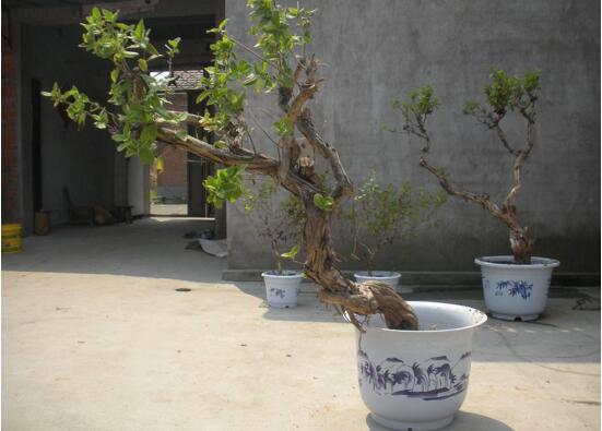 盆栽金银花如何过冬,五种办法让你的金银花安全过冬