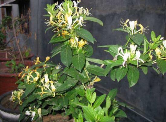 盆栽金银花的种植办法，只需5个步骤就能种出美丽的金银花