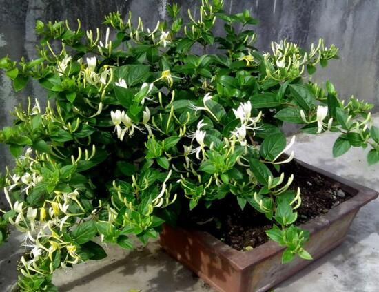 盆栽金银花的种植办法，只需5个步骤就能种出美丽的金银花