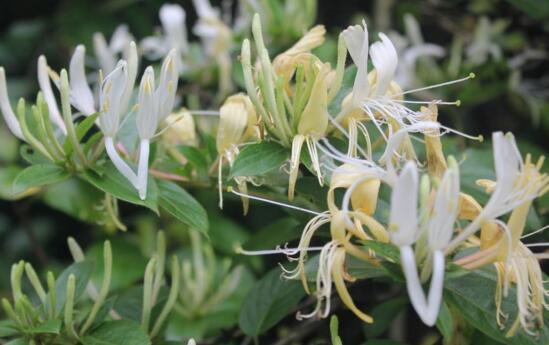 盆栽金银花的种植办法，只需5个步骤就能种出美丽的金银花