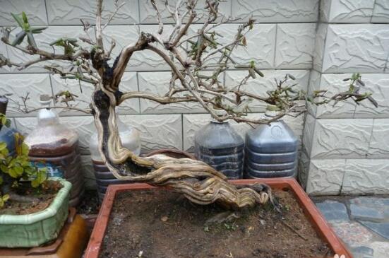 盆栽金银花的种植办法，只需5个步骤就能种出美丽的金银花