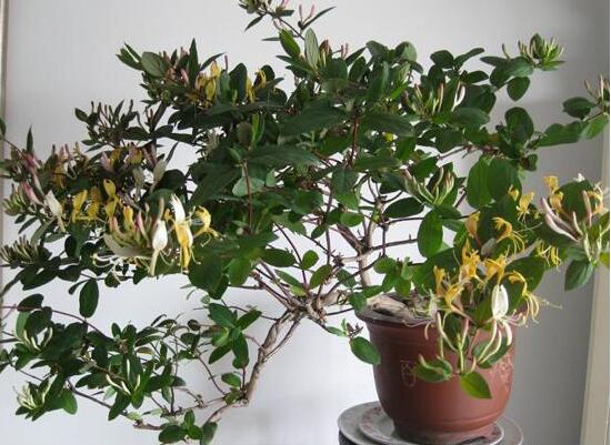 盆栽金银花的种植办法，只需5个步骤就能种出美丽的金银花