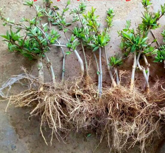 盆栽金银花的种植办法，只需5个步骤就能种出美丽的金银花