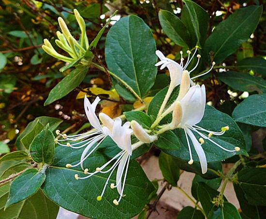 盆栽金银花的种植办法，只需5个步骤就能种出美丽的金银花