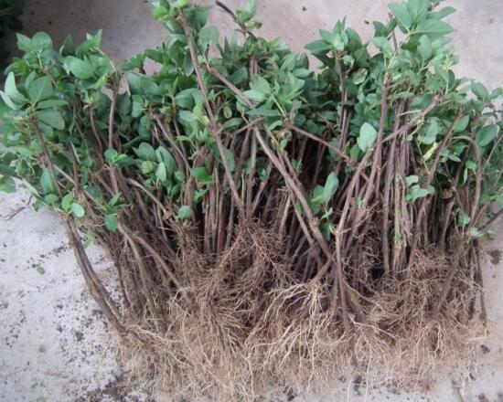 金银花什么时候移栽，春秋两季移栽最好(留意控水施肥)