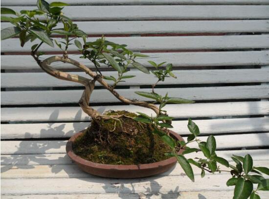 金银花什么时候移栽，春秋两季移栽最好(留意控水施肥)