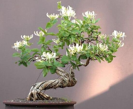 金银花什么时候移栽，春秋两季移栽最好(留意控水施肥)