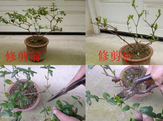 金银花什么时候移栽，春秋两季移栽最好(留意控水施肥)