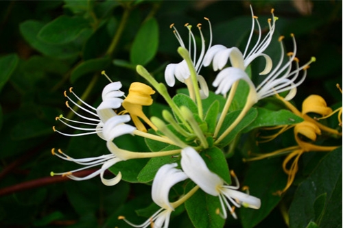 金银花夏季如何养：勿施肥保持良好通风