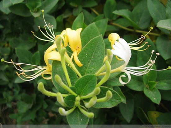 金银花的养殖办法和留意事项：适应性强,对土壤要求不严