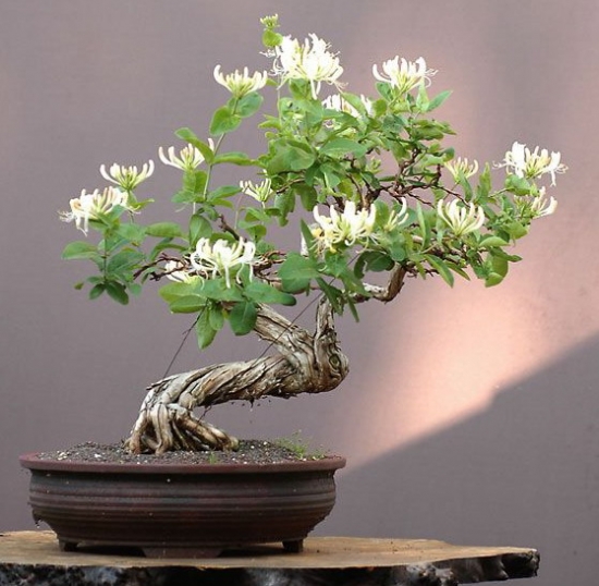 金银花的养殖办法和留意事项：适应性强,对土壤要求不严