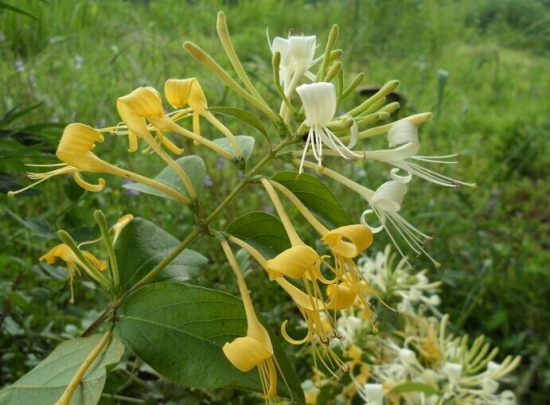 金银花泡水喝的益处与坏处：过量饮用有副作用