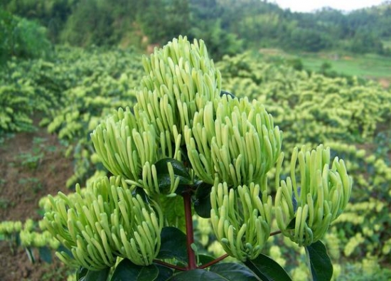 金银花的价格：一等品售价90元/公斤上下,药厂投料货售价30元/公斤