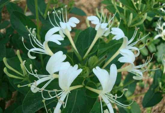 金银花的作用：抗炎解毒，提高免疫力