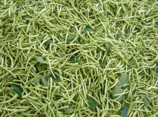 金银花的作用：抗炎解毒，提高免疫力