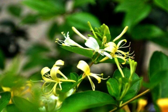 金银花的功效与禁忌，金银花图片