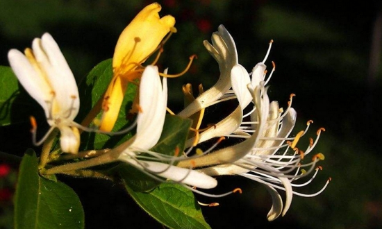 金银花泡水喝的功效：清热消炎，增强免疫力