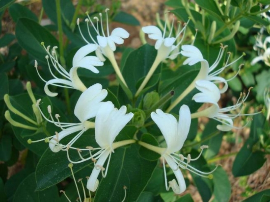 金银花种植技术：盆栽金银花种植技术：金银花种植
