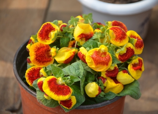 荷包花的养殖办法