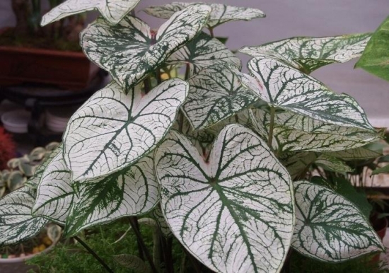 如何种植花叶芋