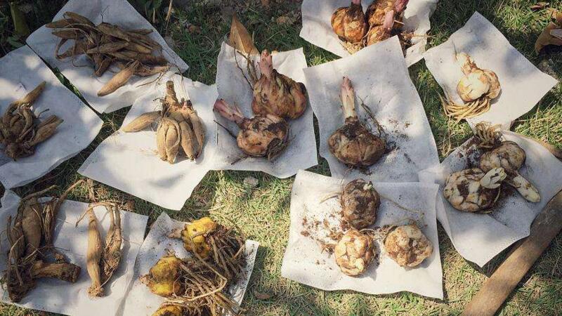 大丽花种球如何催芽