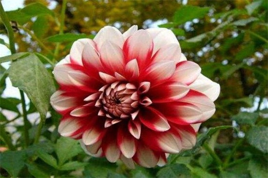 大丽花种球如何催芽