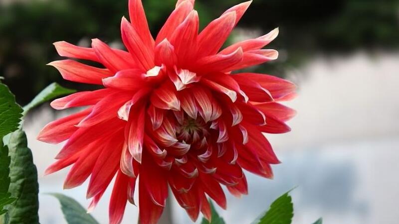 大丽花叶子蔫了如何办