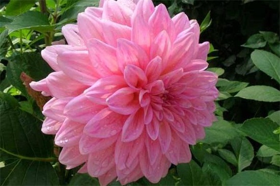 大丽花叶子蔫了如何办