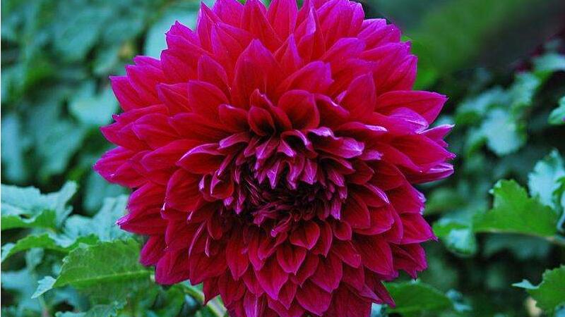 大丽花为何叫天麻花