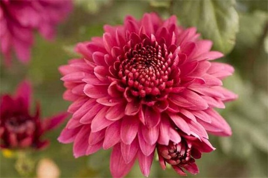 大丽花为何叫天麻花