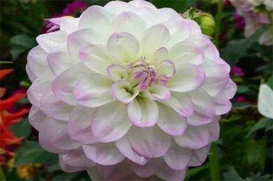 大丽花为何叫天麻花