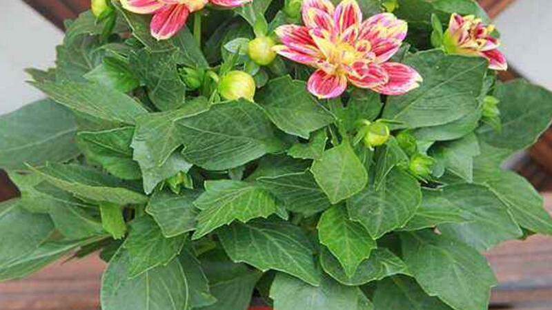 大丽花的块茎种植办法