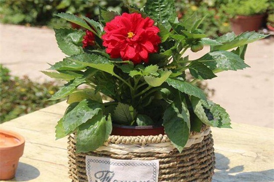 大丽花的块茎种植办法