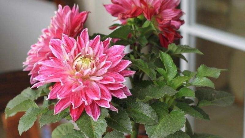 大丽花的养殖办法和留意事项