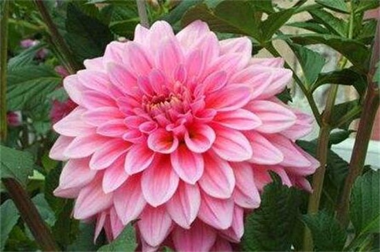 大丽花的养殖办法和留意事项