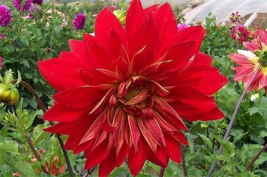 大丽花的养殖办法和留意事项