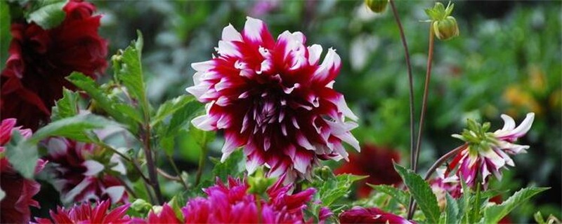 大丽花如何修剪