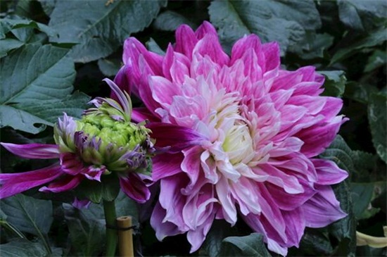 大丽花的养殖办法