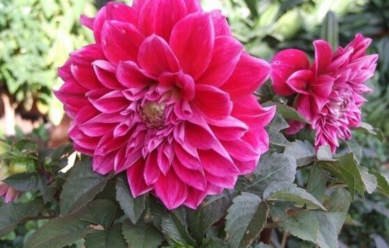 大丽花冬季能开吗，能开花/适当整枝补光控温就能绽放