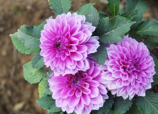 大丽花栽培五大忌 大丽花栽培五大忌:忌水多、肥多、花多,忌高温、荫蔽