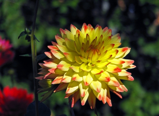 忌荫蔽 大丽花栽培五大忌:忌水多、肥多、花多,忌高温、荫蔽