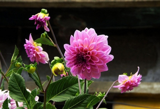 忌积水 大丽花栽培五大忌:忌水多、肥多、花多,忌高温、荫蔽