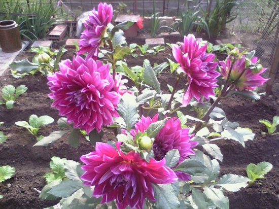 忌花多 大丽花栽培五大忌:忌水多、肥多、花多,忌高温、荫蔽