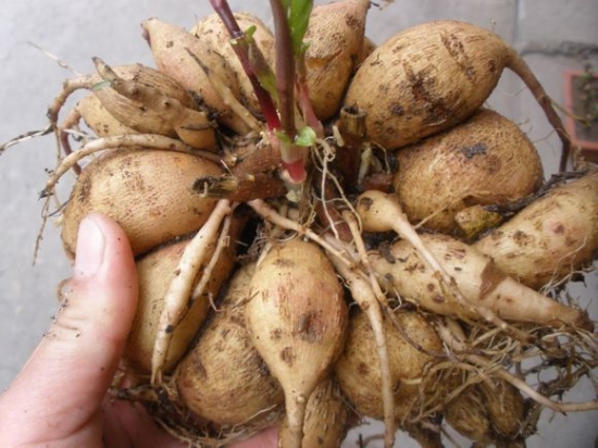 大丽花块根冬季收获与储藏要点：收获前核对种类,保证种类纯度